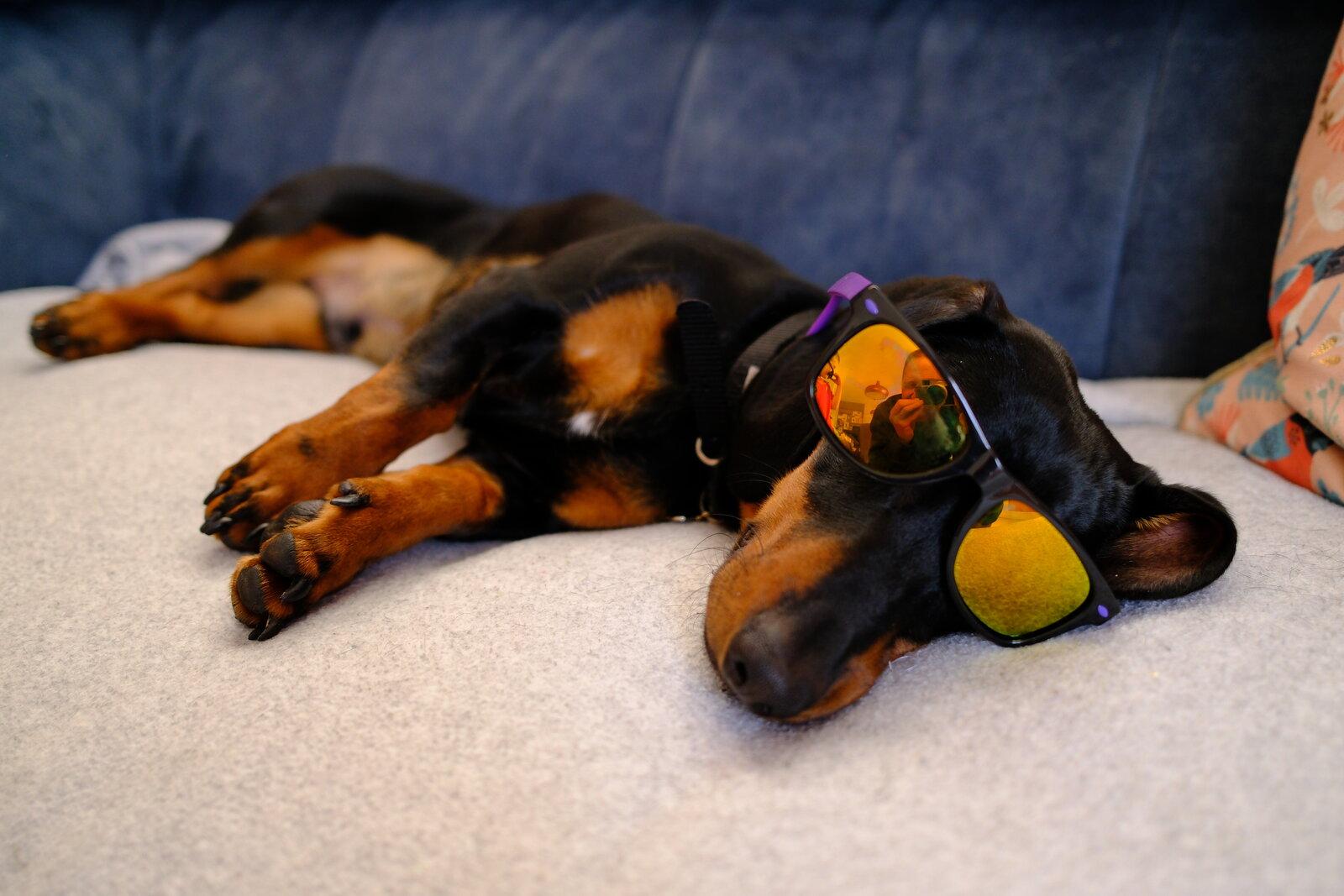 Opus 4.5 is smarter than my dog